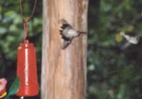 Hummingbirds put on a show.