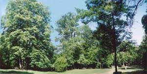 Trees provide shade for the group area.
